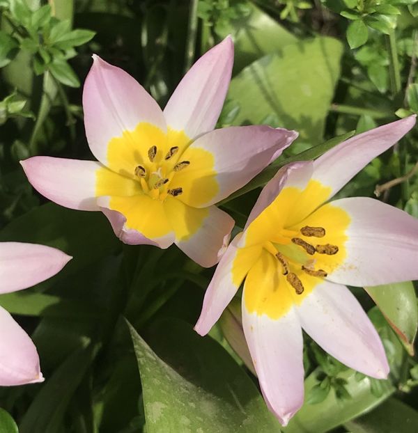 Tulip Lilac Wonder (2020, April 13) - Tulipa Lilac Wonder