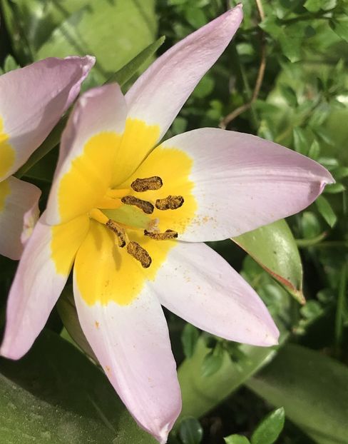 Tulip Lilac Wonder (2020, April 13) - Tulipa Lilac Wonder