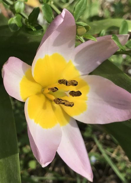 Tulip Lilac Wonder (2020, April 13) - Tulipa Lilac Wonder