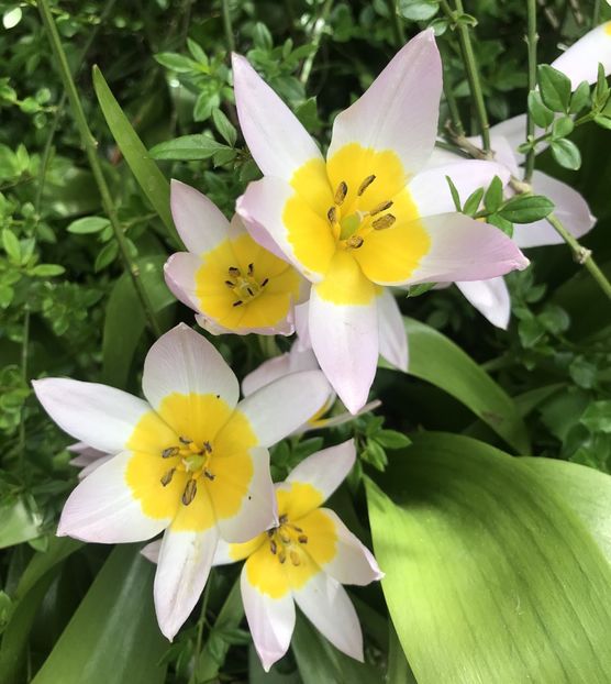 Tulip Lilac Wonder (2020, April 17) - Tulipa Lilac Wonder