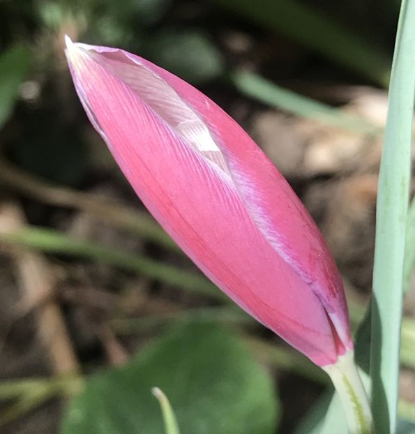 Tulip Peppermint Stick (2020, April 17) - Tulipa Peppermint Stick