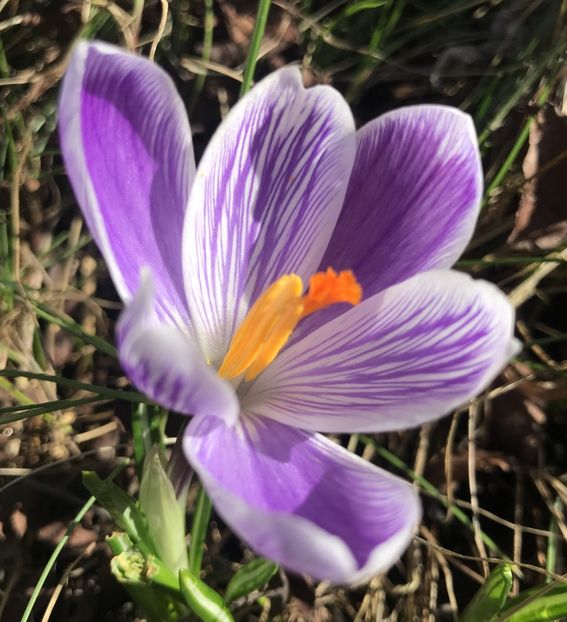 Crocus Pickwick (2020, March 06) - Crocus Pickwick