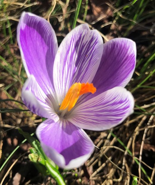 Crocus Pickwick (2020, March 06) - Crocus Pickwick