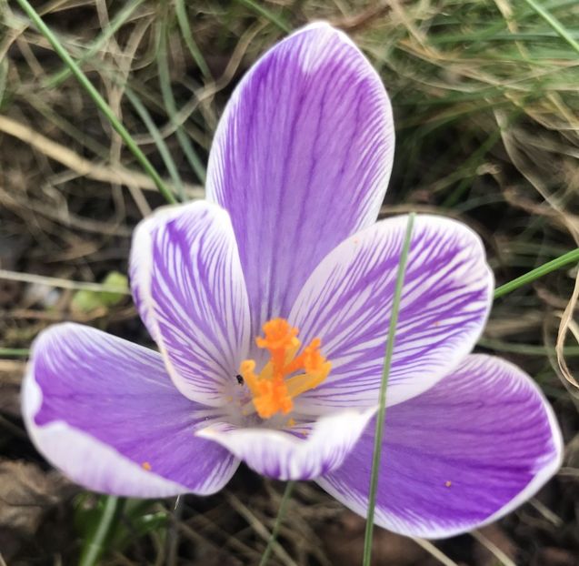 Crocus Pickwick (2020, March 06) - Crocus Pickwick