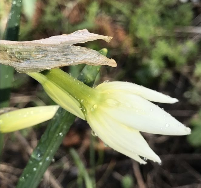 Narcissus Thalia (2020, March 30) - Narcissus Thalia