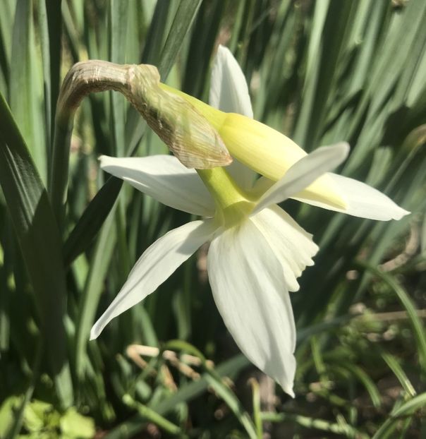 Narcissus Thalia (2020, April 02) - Narcissus Thalia