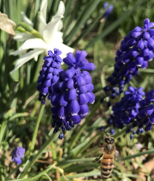Muscari armeniacum (2020, April 09) - Muscari Armeniacum
