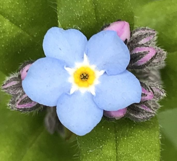 Myosotis alpestris (2020, April 01) - MYOSOTIS Alpestris