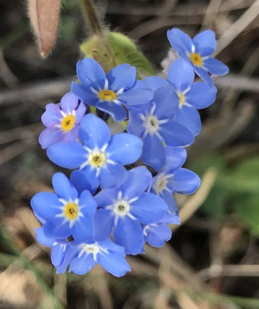 Myosotis alpestris (2020, April 09) - MYOSOTIS Alpestris