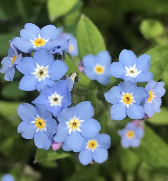 Myosotis alpestris (2020, April 17) - MYOSOTIS Alpestris