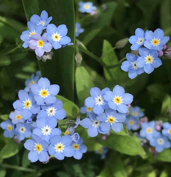 Myosotis alpestris (2020, April 17) - MYOSOTIS Alpestris