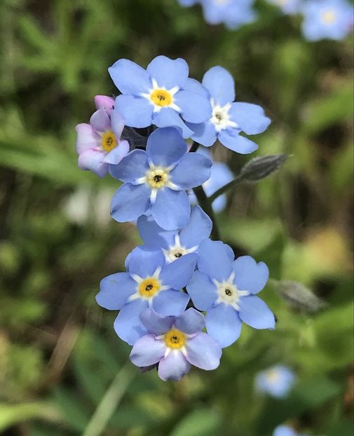 Myosotis alpestris (2020, April 17) - MYOSOTIS Alpestris