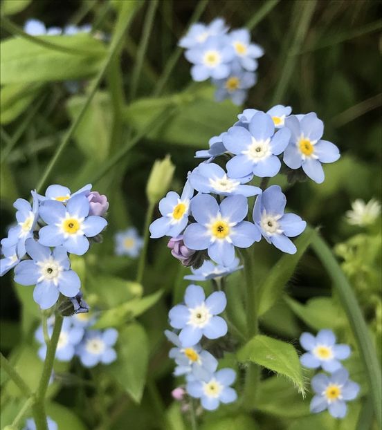 Myosotis alpestris (2020, April 17) - MYOSOTIS Alpestris