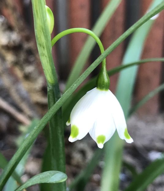 Summer Snowflake (2020, April 09) - GHIOCEI_Leucojum aestivum