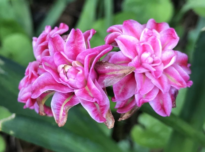 Hyacinth Eros (April 19) - Hyacinth Eros