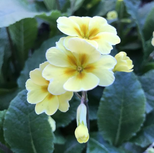 Yellow Primrose (2020, April 10) - Primula polyanthus Yellow