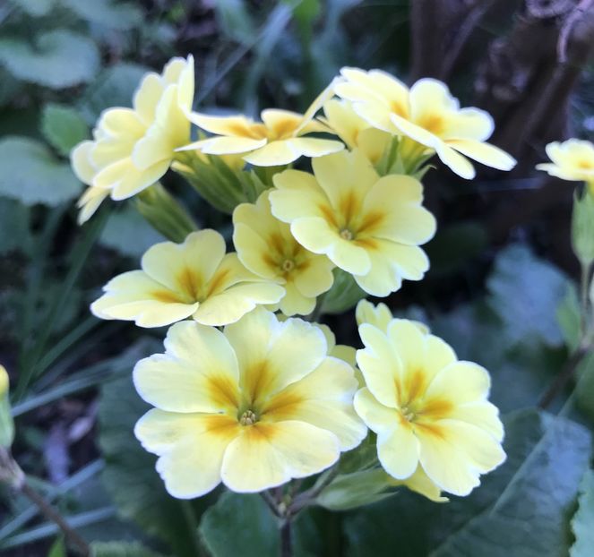 Yellow Primrose (2020, April 10) - Primula polyanthus Yellow