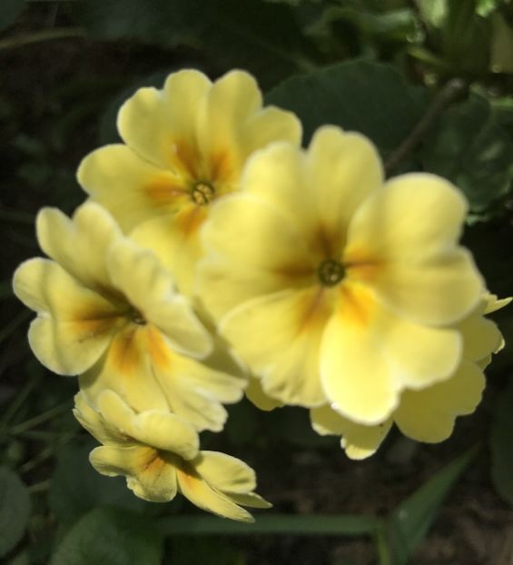 Yellow Primrose (2020, April 13) - Primula polyanthus Yellow