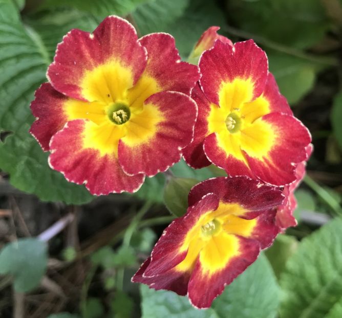 Red Primrose (2020, April 17) - Primula polyanthus Red