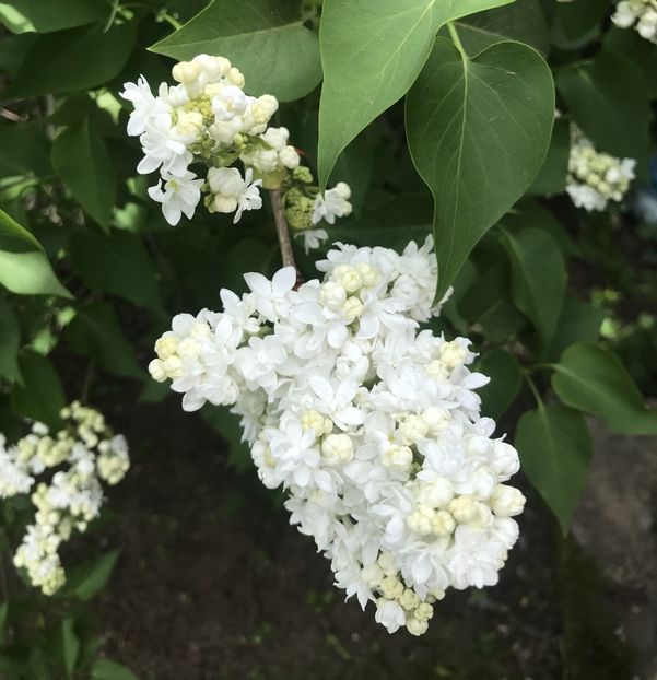 White Lilac (2020, April 17) - Syringa vulgaris White