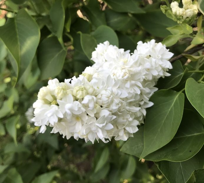 White Lilac (2020, April 19) - Syringa vulgaris White