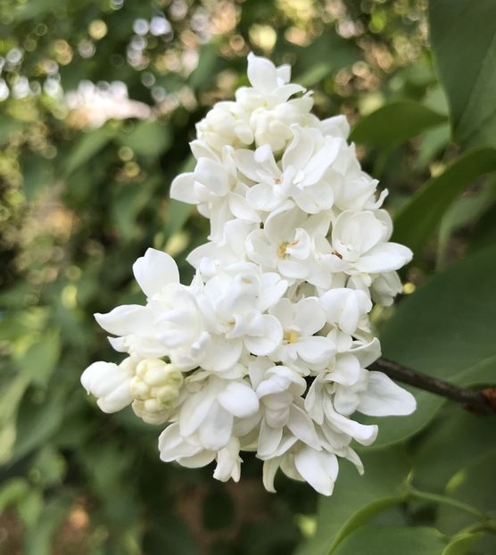 White Lilac (2020, April 19) - Syringa vulgaris White