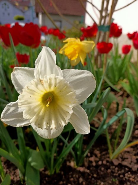 Img.2024.04.08 - A doua grădină