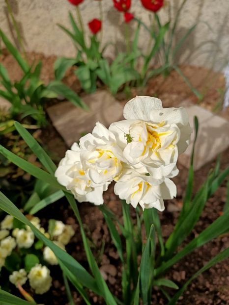 Img.2024.04.08 - A doua grădină