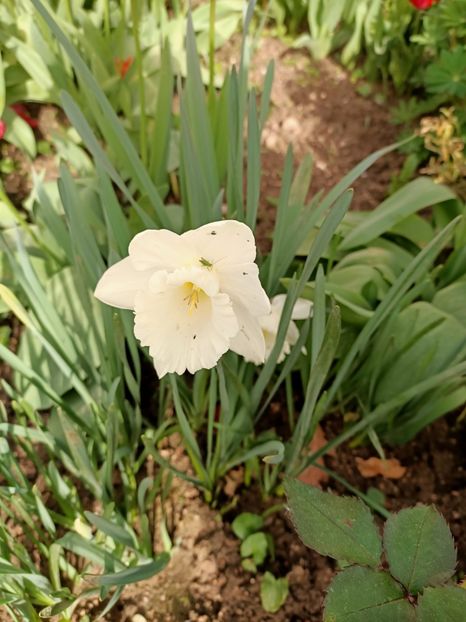 Img.2024.04.08 - A doua grădină