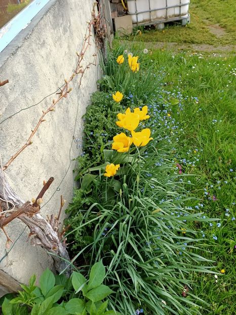 Img.2024.04.08 - A doua grădină
