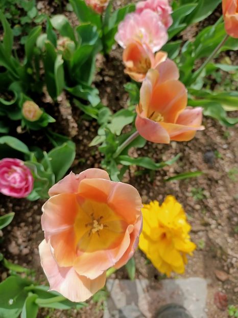 Img.2024.04.08 - A doua grădină