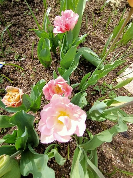 8.04.2024 - A doua grădină