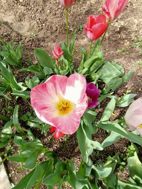 Img.2024.04.08 - A doua grădină