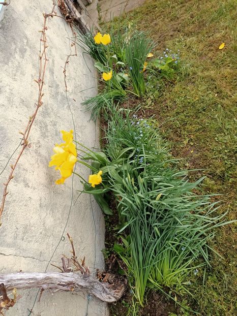 Img.2024.04.08 - A doua grădină