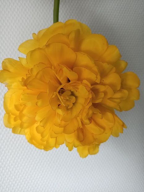 Img.2024.04.08 - A doua grădină