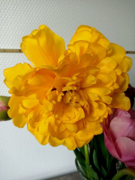 Img.2024.04.08 - A doua grădină