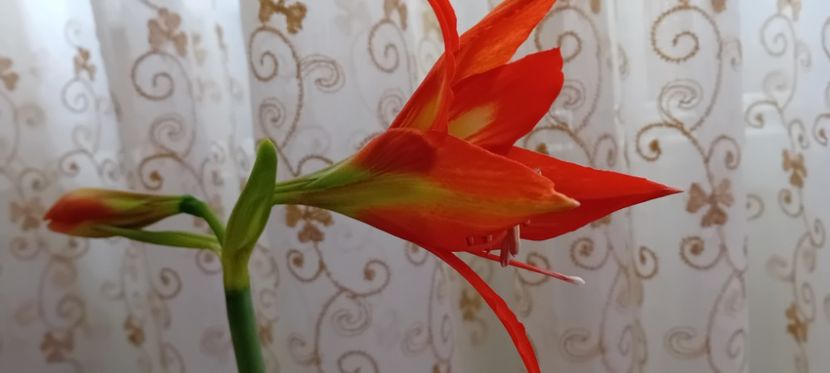  - Florile mele aprilie 2024