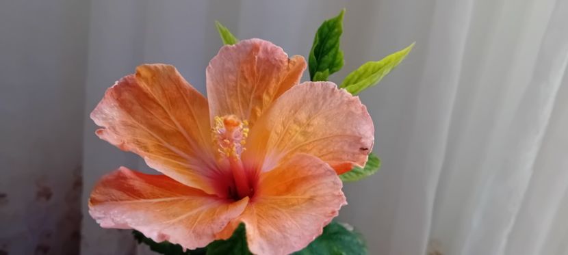  - Florile mele aprilie 2024