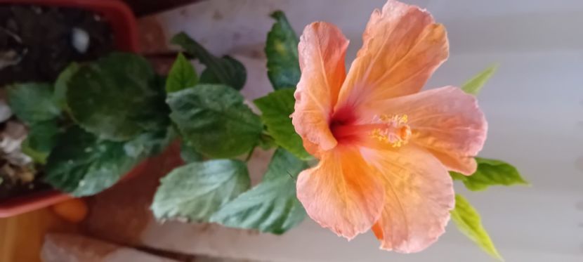  - Florile mele aprilie 2024