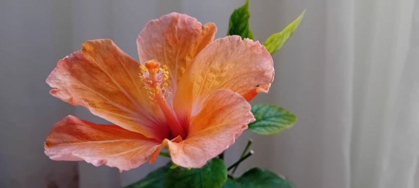  - Florile mele aprilie 2024