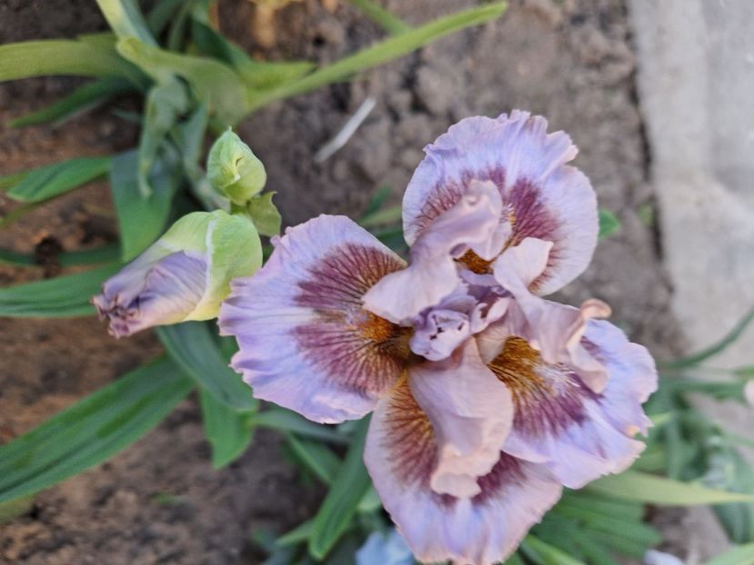 Capiche - Irisi 2024