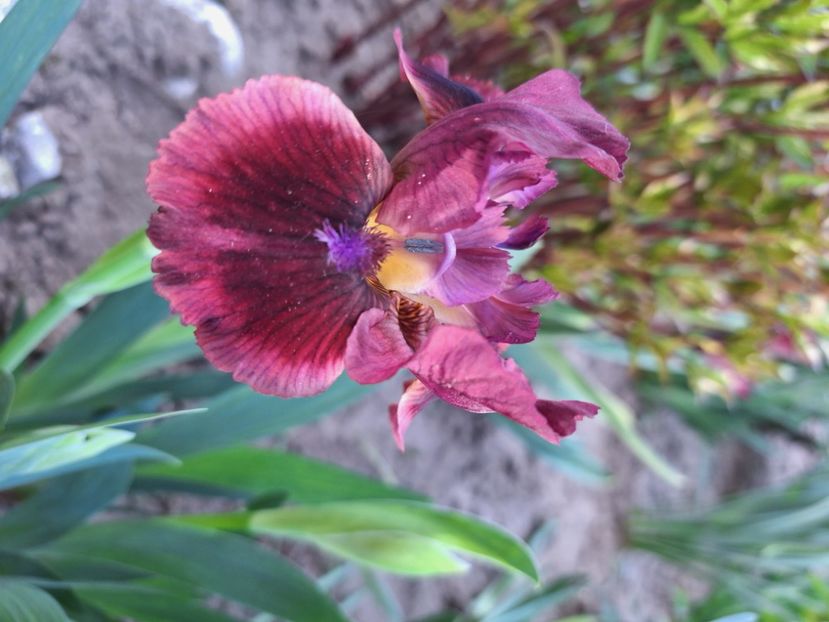 Lady in red - Irisi 2024