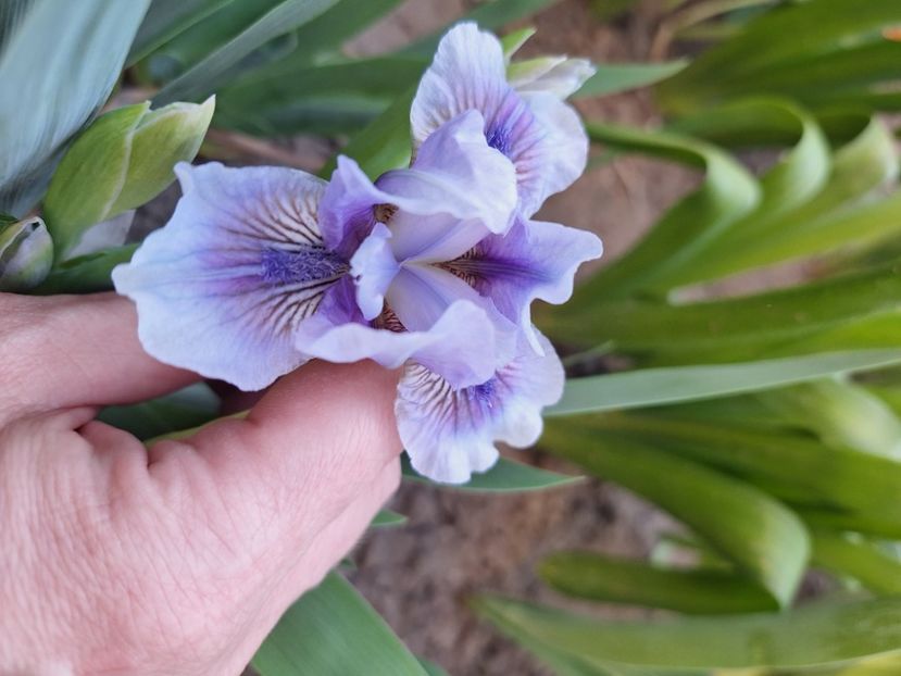 It s no ove - Irisi 2024