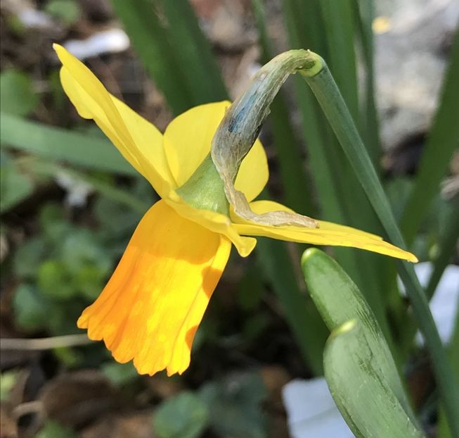 Narcissus Jet Fire (2020, March 12) - Narcissus Jetfire
