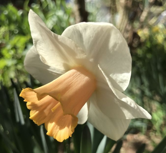 Narcissus Salome (2020, April 03) - Narcissus Salome