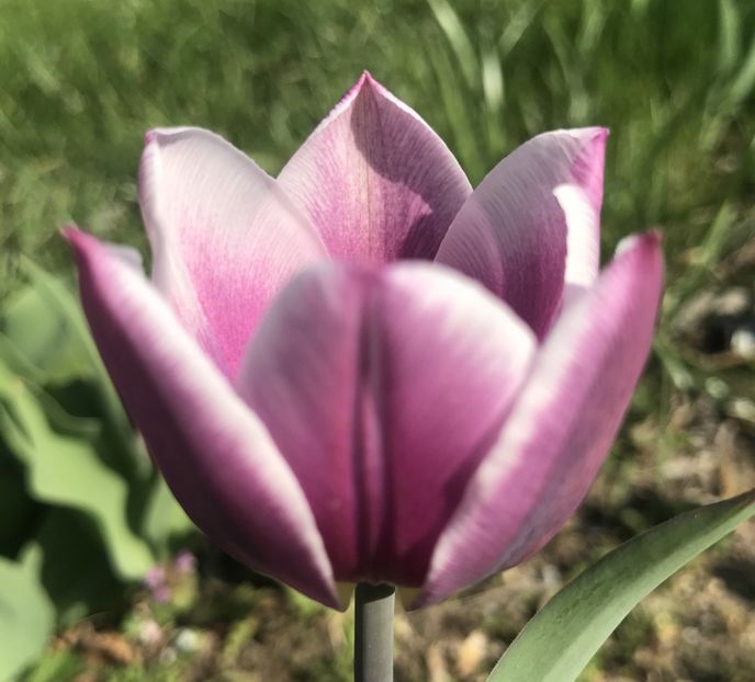 Tulipa Synaeda Blue (2020, April 12) - Tulipa Synaeda Blue