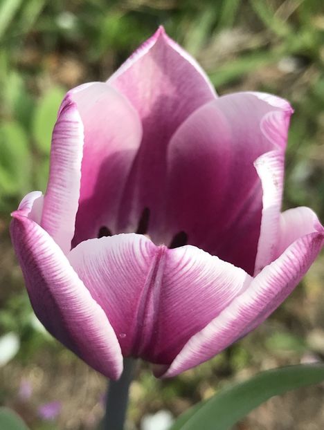 Tulipa Synaeda Blue (2020, April 13) - Tulipa Synaeda Blue