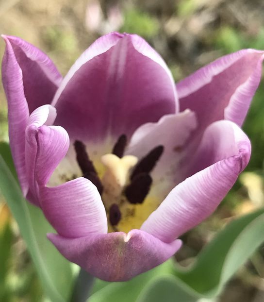 Tulipa Synaeda Blue (2020, April 13) - Tulipa Synaeda Blue