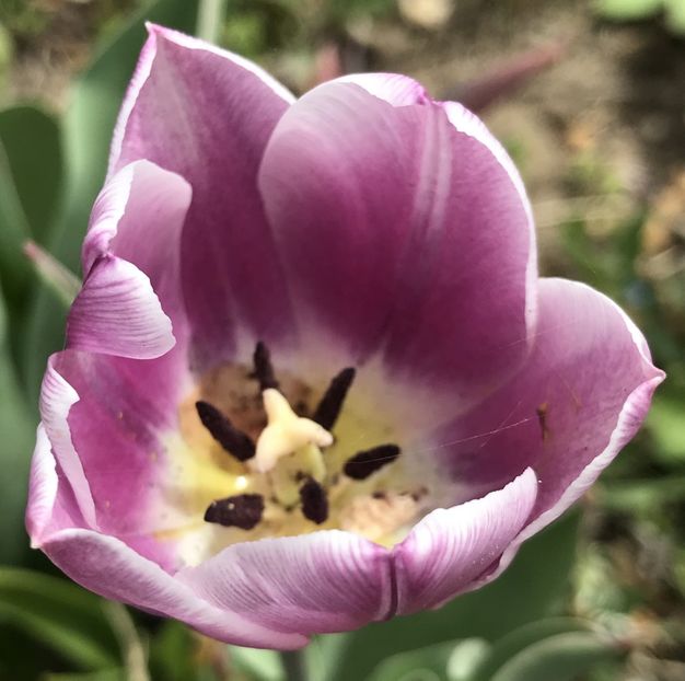Tulipa Synaeda Blue (2020, April 17) - Tulipa Synaeda Blue
