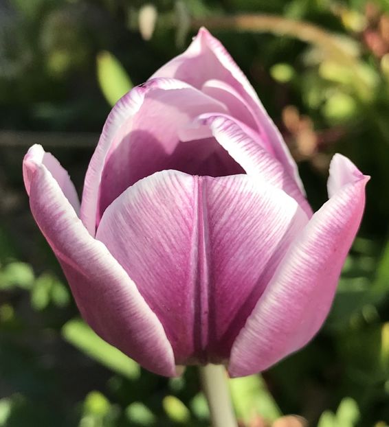 Tulipa Synaeda Blue (2020, April 19) - Tulipa Synaeda Blue